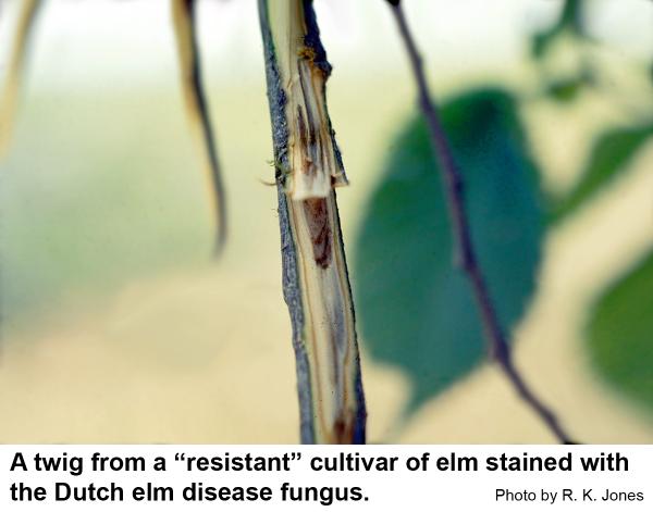 A twig from a "resistant" cultivar of elm stained with the dutch elm disease fungus.